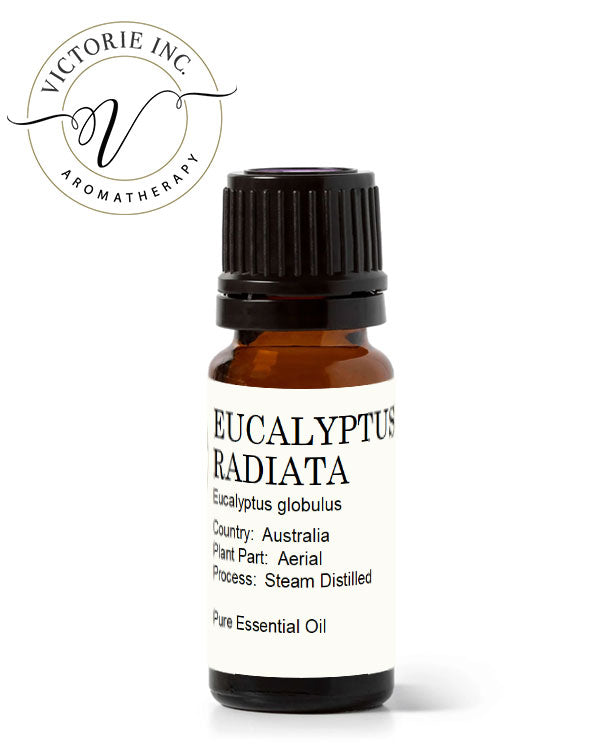 Eucalyptus Radiata Essential Oil
