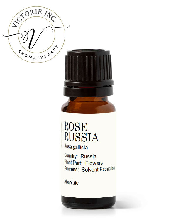 Rose Gallicia Russia Absolute