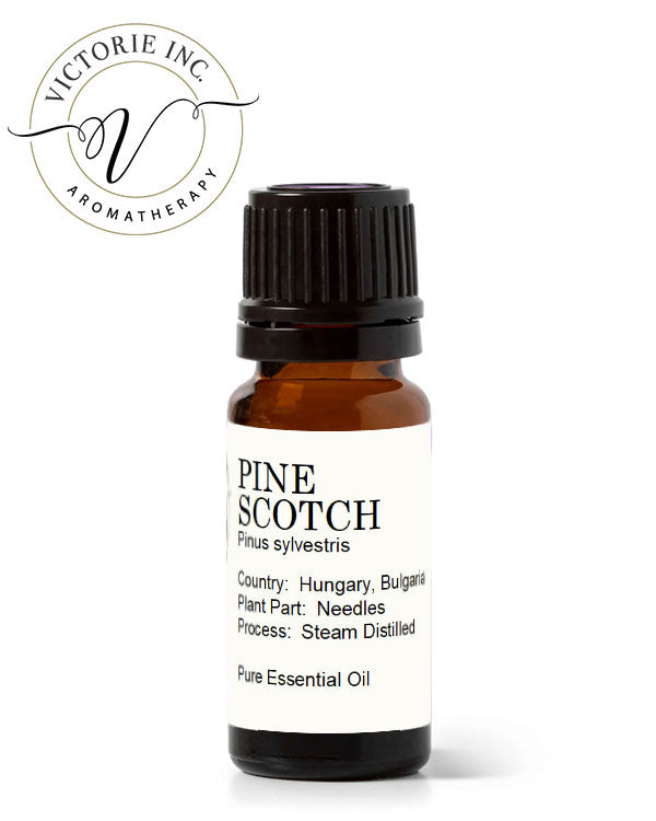 Scotch Pine Essential OIl
