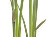 Calamus Plant