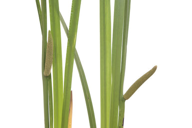 Calamus Plant
