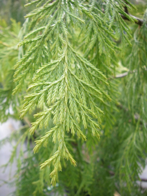 Alaskan Cypress Essential Oil