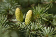 Cedar Atlas Tree