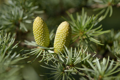 Cedar Atlas Tree