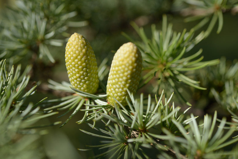 Cedar Atlas Tree