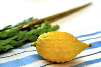 Citron-Etrog