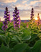 Clary Sage Flowers