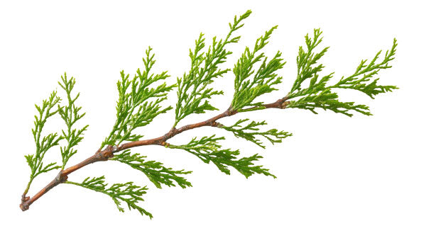 Cypress Essential Oil