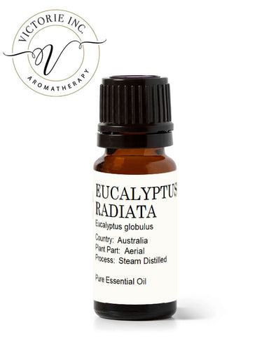 Eucalyptus Radiata Essential Oil
