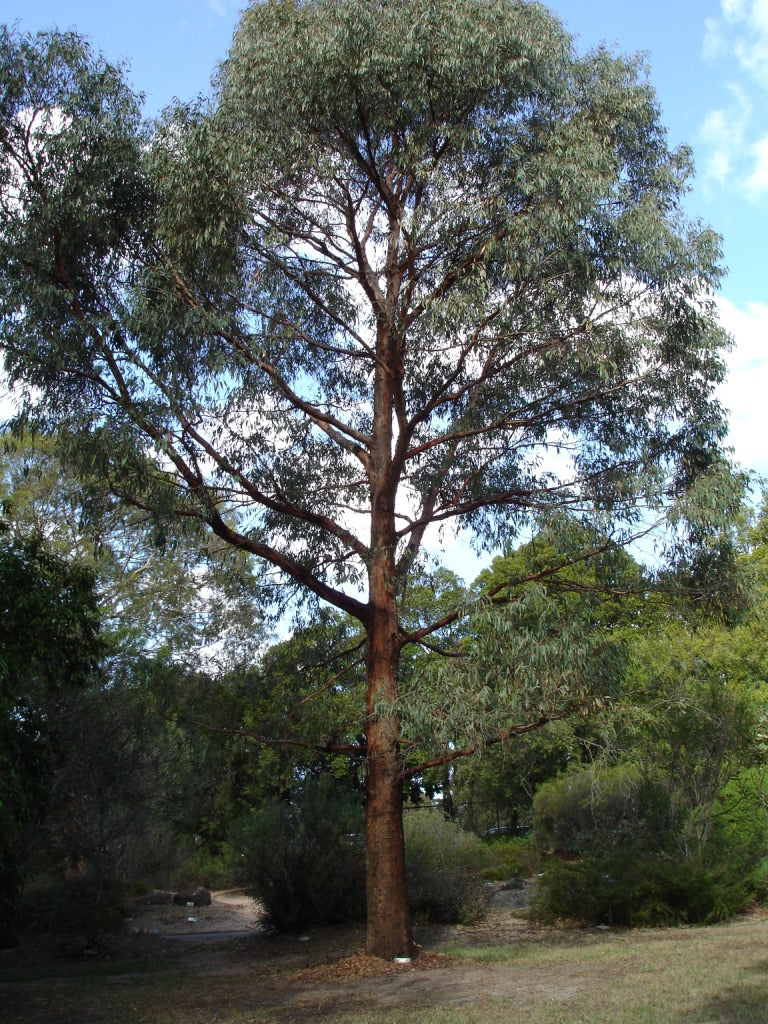 Eucalyptus Radiata Essential Oil
