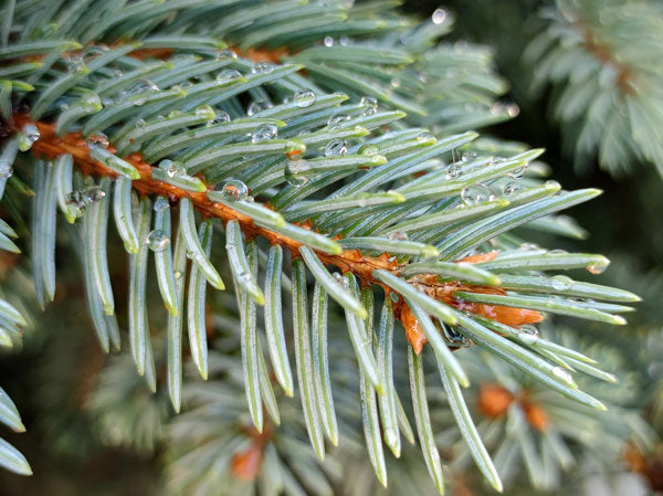 Fir-Silver-Needles