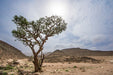 Frankincense-Tree-Oman