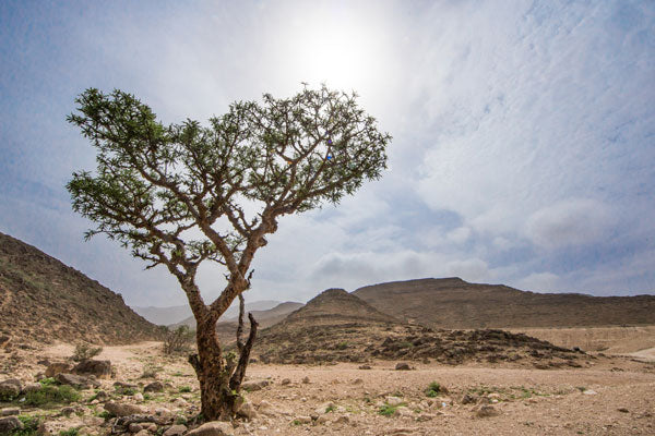 Frankincense-Tree-Oman