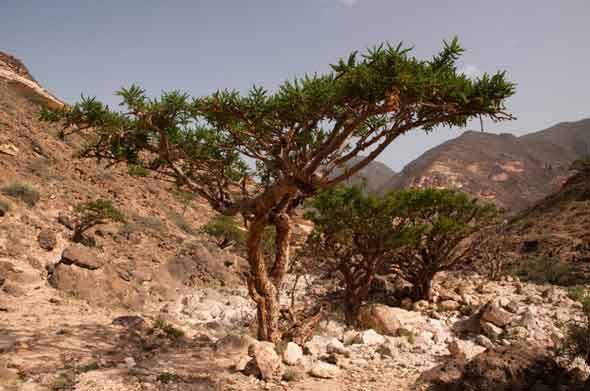 Frankincense Somalia CO2 Oil