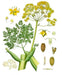 Galbanum Plant