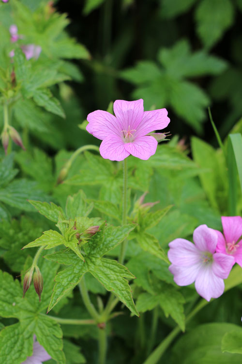 Geranium Flower