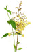 Henna Plant