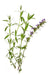 Hyssop Plant