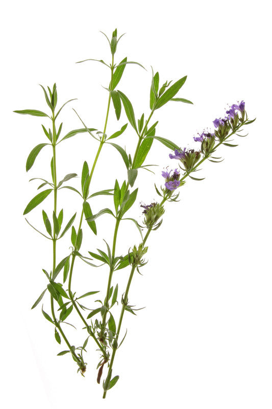 Hyssop Plant