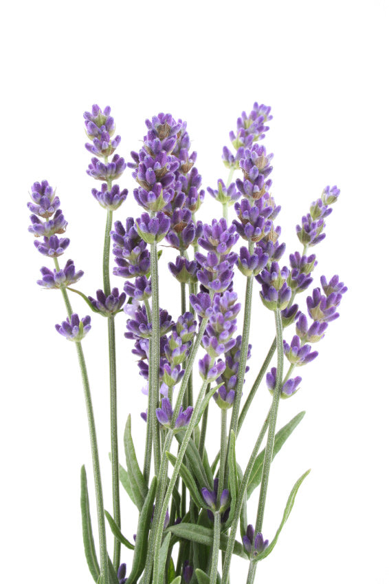Lavender Blooms