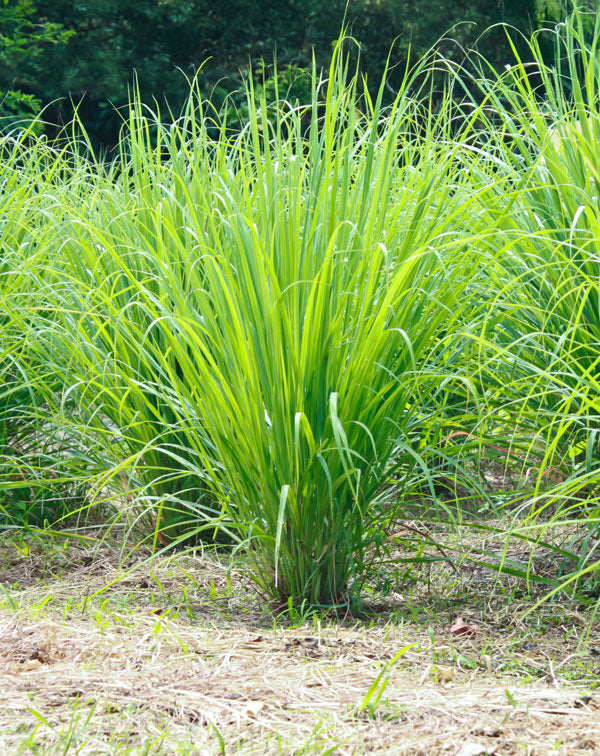 Lemongrass