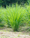 Lemongrass