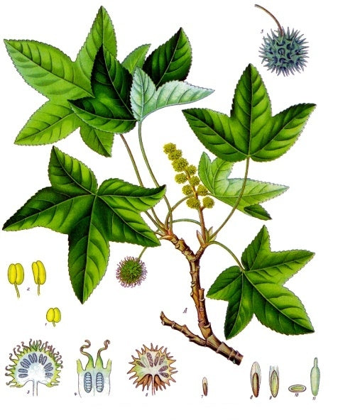 Storax, Stacte Liquidambar styraciflua