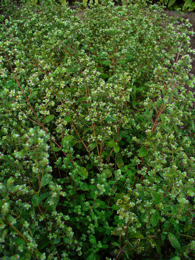 Marjoram By H. Zell - Own work, CC BY-SA 3.0, https://commons.wikimedia.org/w/index.php?curid=10763809