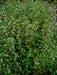 Marjoram By H. Zell - Own work, CC BY-SA 3.0, https://commons.wikimedia.org/w/index.php?curid=10763809
