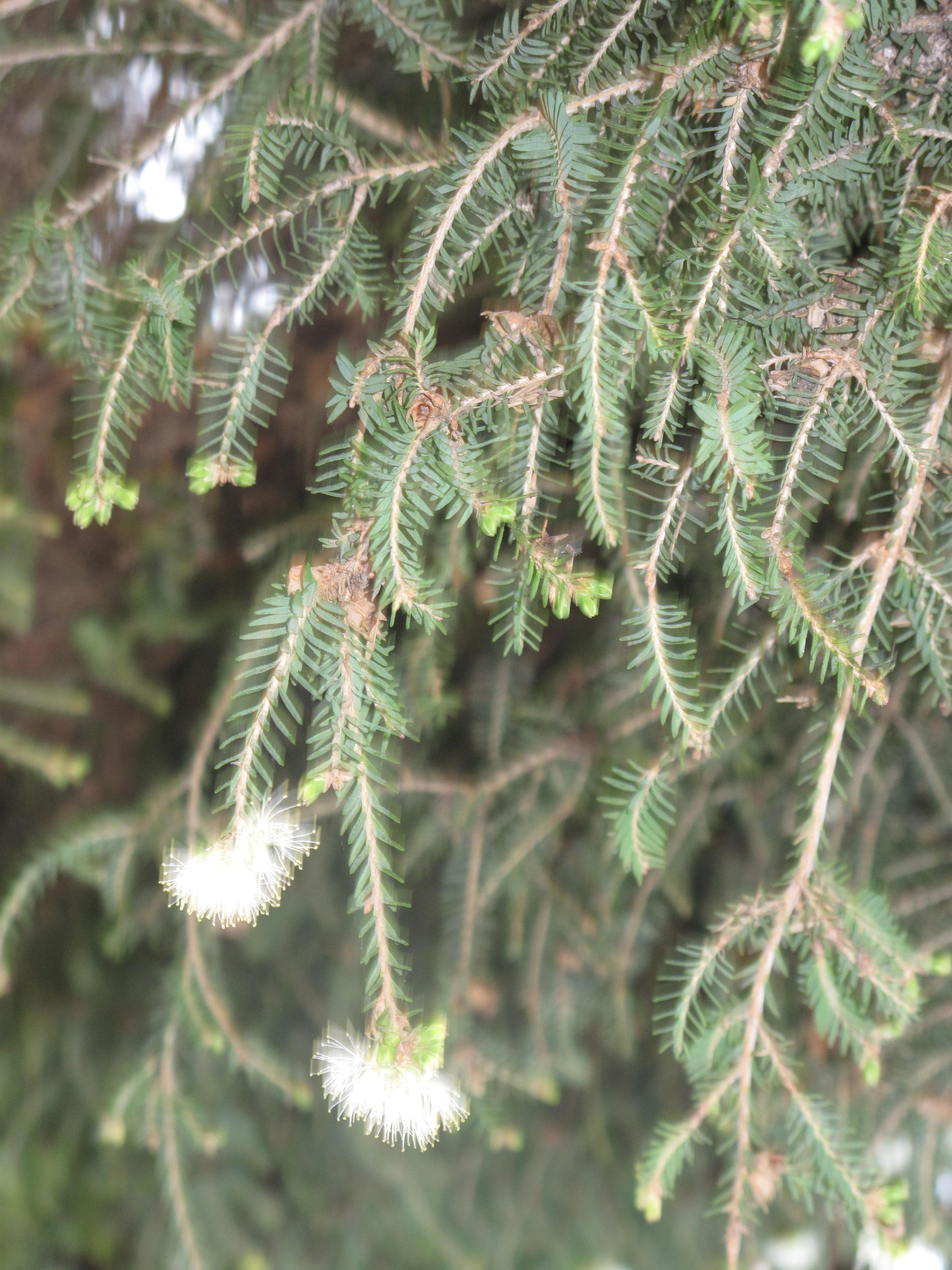 Tea Tree Organic Essential Oil