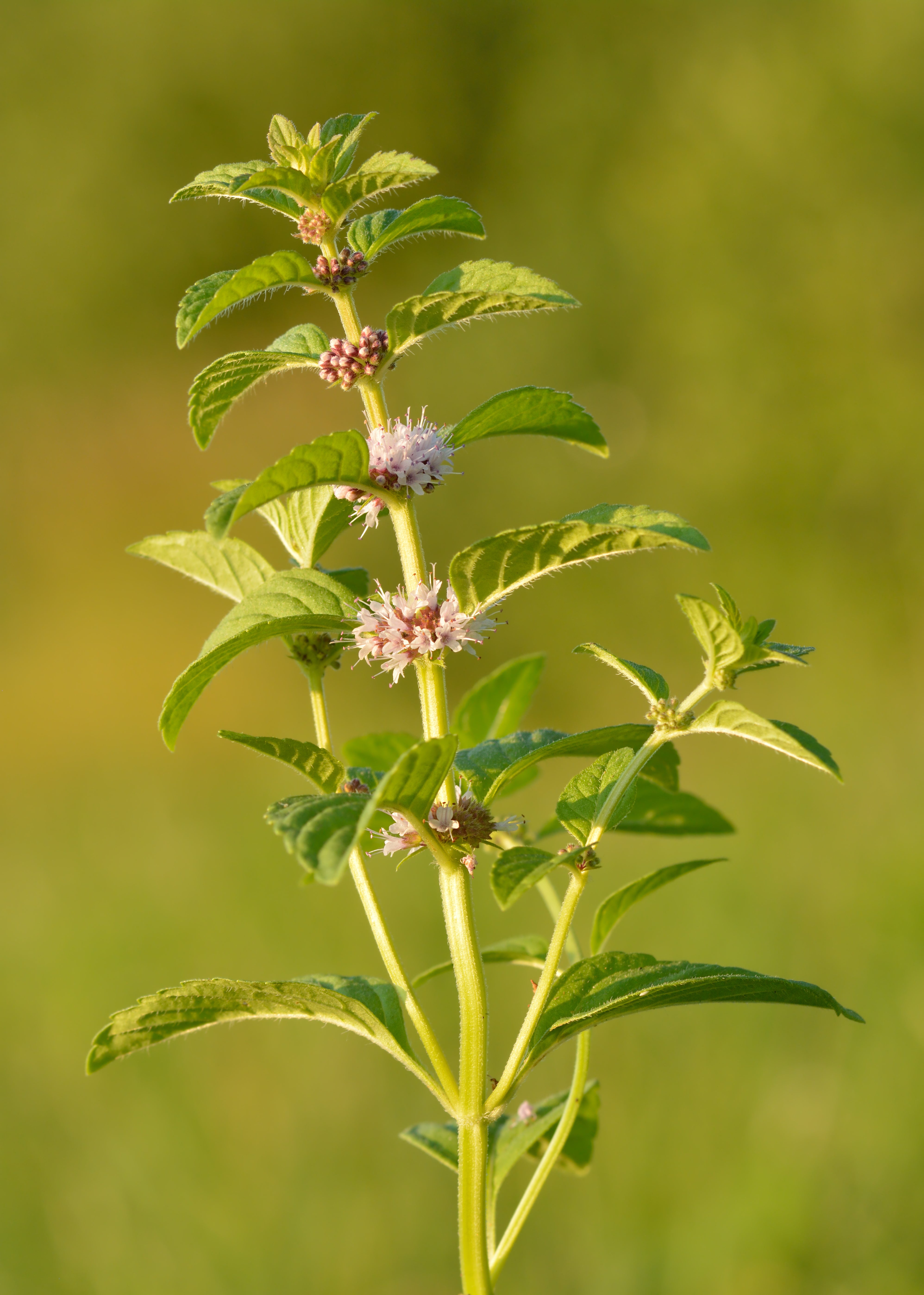 Corn Mint Organic Essential Oil