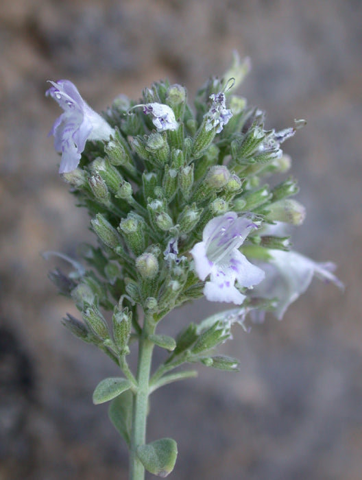 White Leaf Savory, Israel Essential Oil