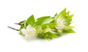 Myrtle Leaf and Flowers