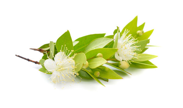 Myrtle Leaf and Flowers