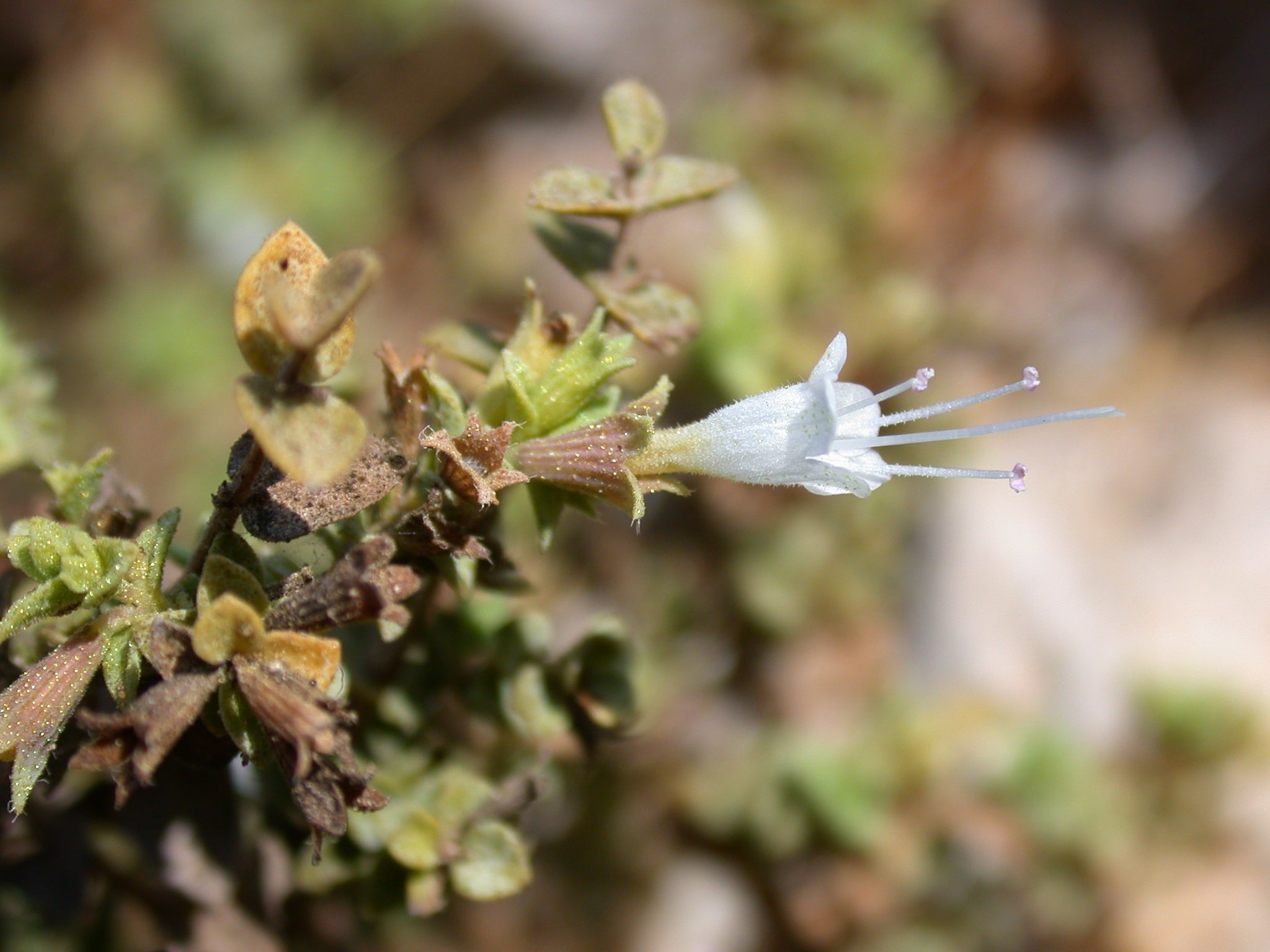 Origanum Dayi Plant