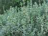Origanum Syriacum Plant