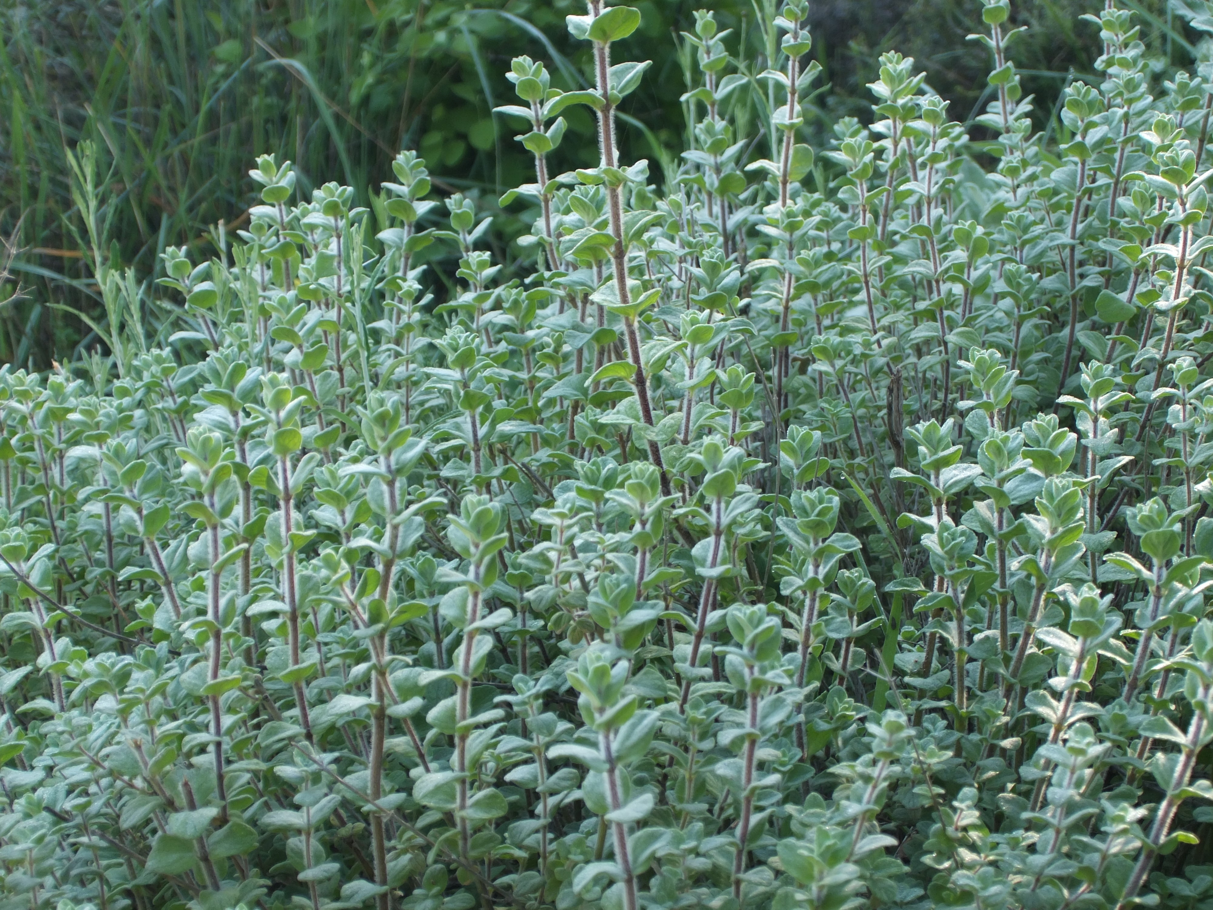 Origanum Syriacum Plant