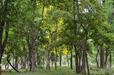 Sandalwood Trees