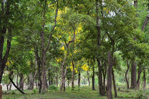 Sandalwood Trees