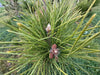 Scotch-Pine-Needles-Cone