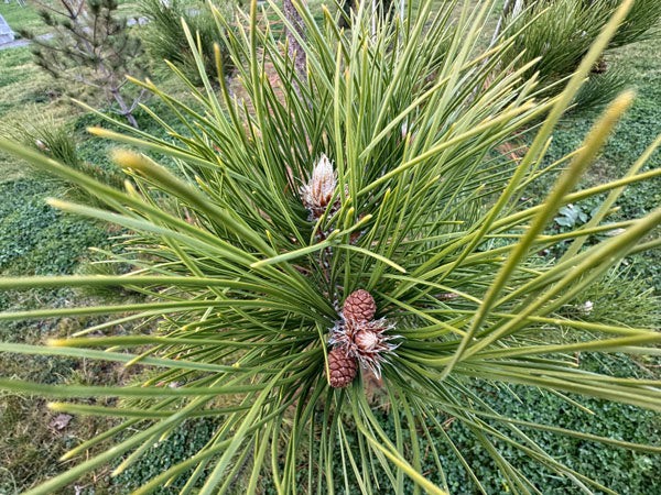 Scotch-Pine-Needles-Cone