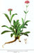 Spikenard Plant