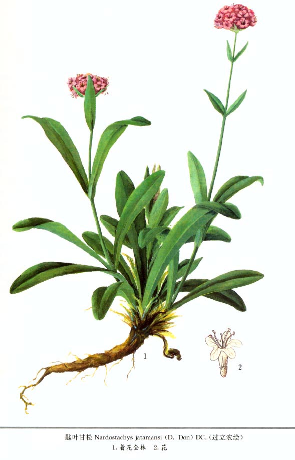 Spikenard Plant