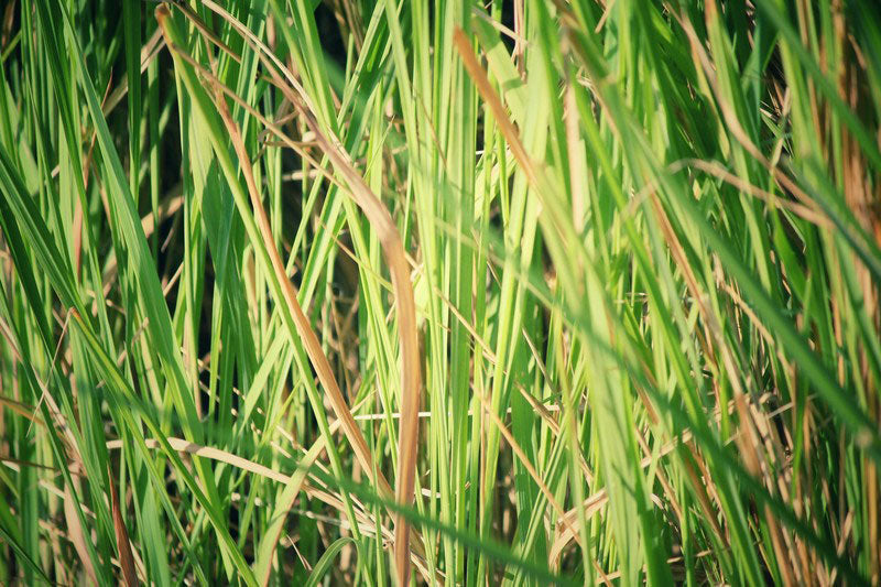 Vetiver Plant