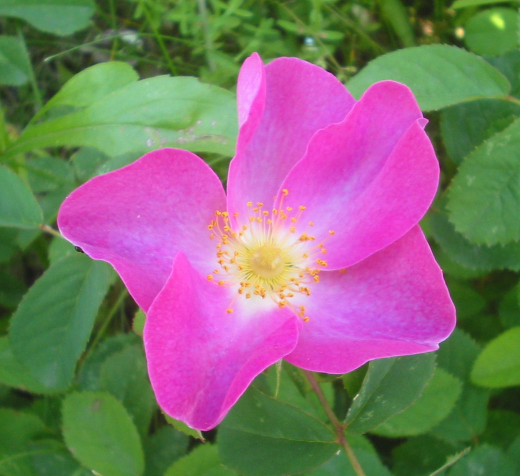 CC BY-SA 3.0, https://commons.wikimedia.org/w/index.php?curid=177676