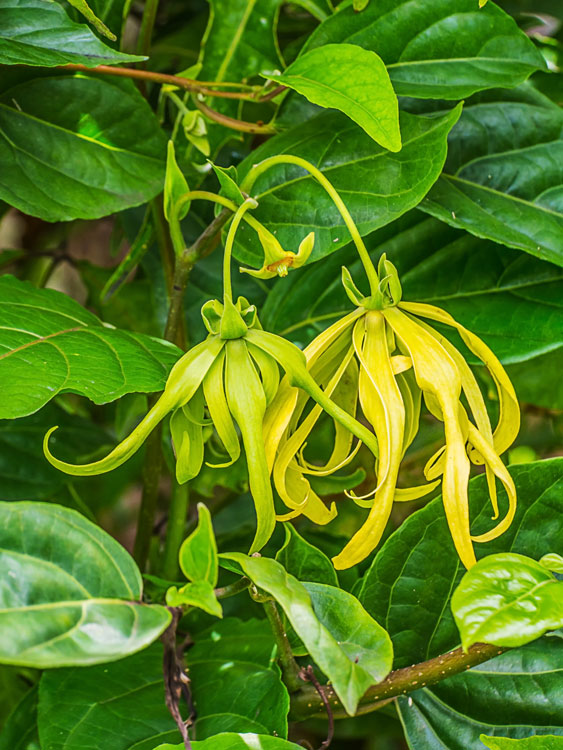 Ylang Ylang Flowers