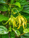 Ylang Ylang Flowers