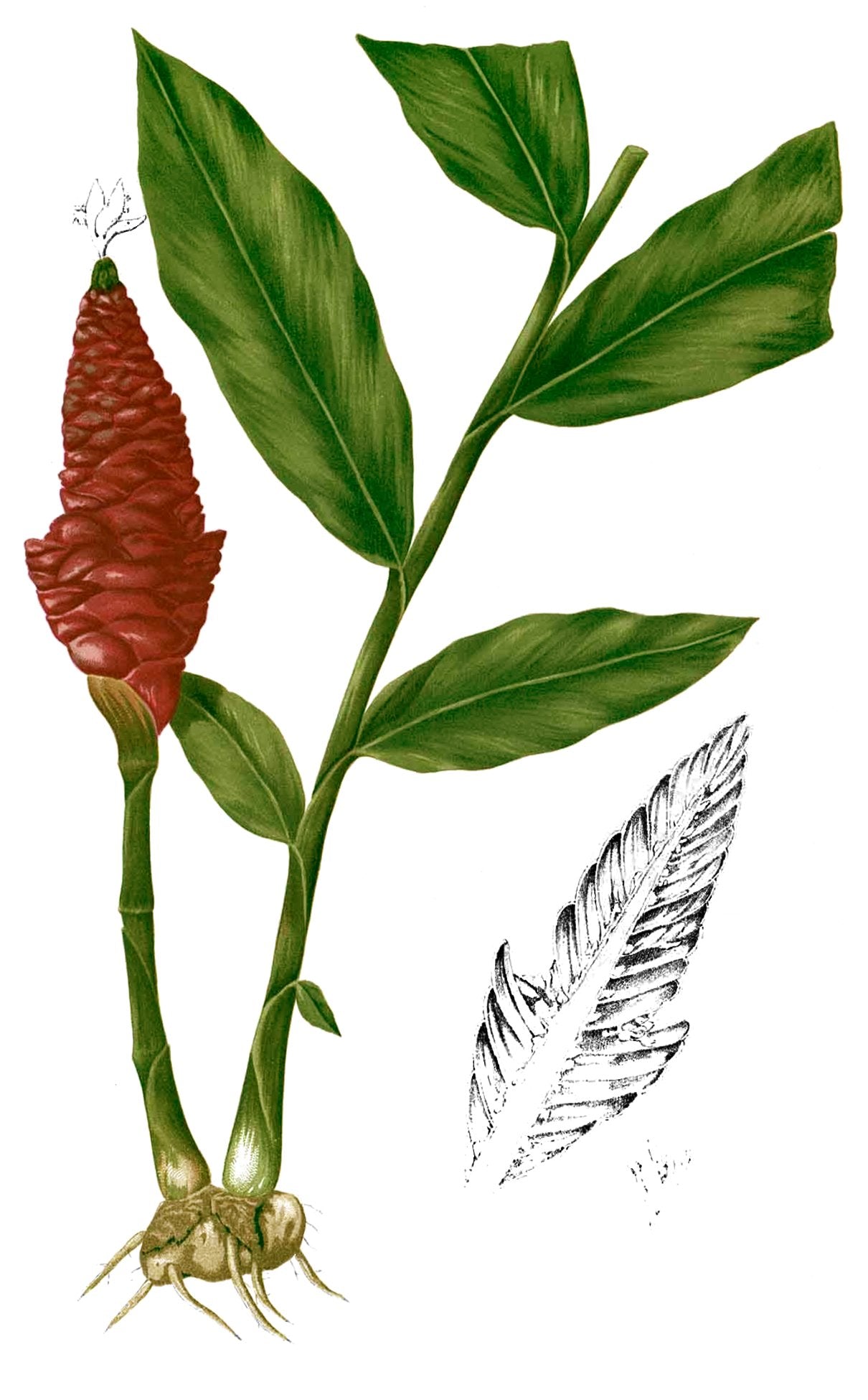 Francisco Manuel Blanco (O.S.A.), Public domain, via Wikimedia Commons