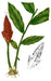 Francisco Manuel Blanco (O.S.A.), Public domain, via Wikimedia Commons