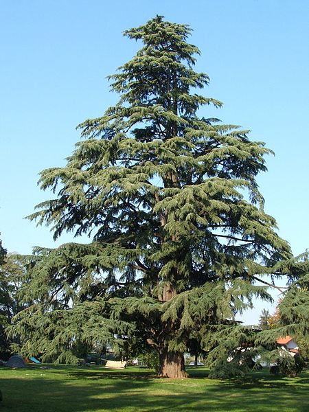 Cedarwood Himalayan Essential Oil
